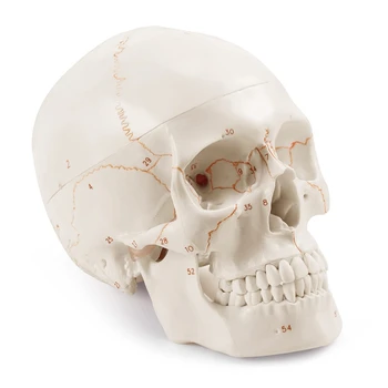 Anatomik insan kafatası modeli, 3 parçalı, Numaralı, yaşam boyu