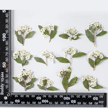 60 adet Preslenmiş Kurutulmuş Beyaz Spiraea Nergis Sapı Bitkiler Herbaryum Makyaj Takı Kartpostal Davetiye Kartı telefon kılıfı DIY