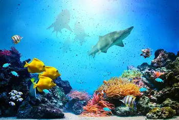 Sualtı köpekbalığı duvar çıkartması Mercan kayalığı, deniz duvar sticker ev dekor için okyanus fotoğraf, renkli köpekbalıkları duvar sanat baskı kreş çocuk
