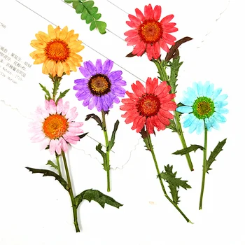 60 adet Preslenmiş Kurutulmuş Krizantem Paludosum Sapı Çiçek Bitkiler Herbaryum Takı Imi telefon kılıfı Mum Kartpostal DIY