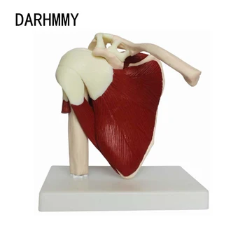 DARHMMY 1: 1 insan omuz eklem modeli ile kas iskelet modeli Anatomik araçları Anatomi